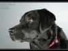 CreativeLive How to Shoot Pets in the Studio Screenshot 1