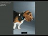 CreativeLive How to Shoot Pets in the Studio Screenshot 2