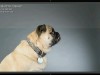CreativeLive How to Shoot Pets in the Studio Screenshot 3