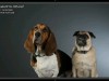 CreativeLive How to Shoot Pets in the Studio Screenshot 4