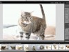 Cat Photography 101 Screenshot 1
