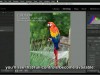 Lynda Mastering Adobe Camera RAW Screenshot 2