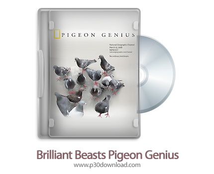 دانلود Brilliant Beasts: Pigeon Genius 2011 - مستند کبوتر نابغه