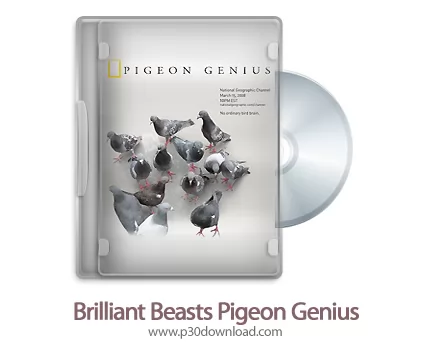 دانلود Brilliant Beasts: Pigeon Genius 2011 - مستند کبوتر نابغه